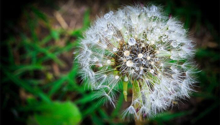 蒲公英是什么季节