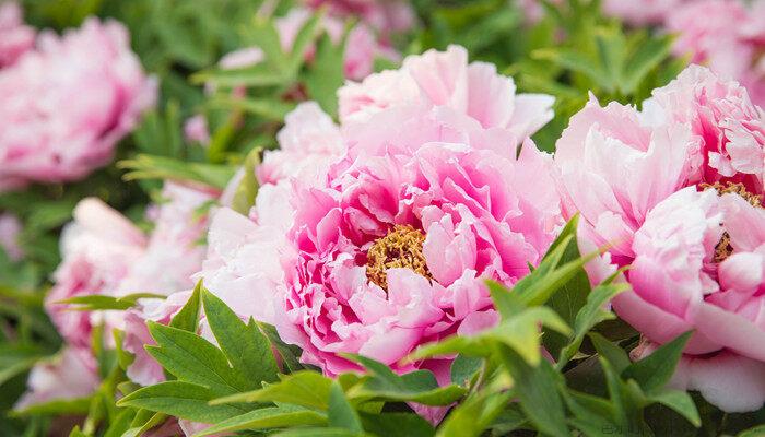 洛阳市花是什么花