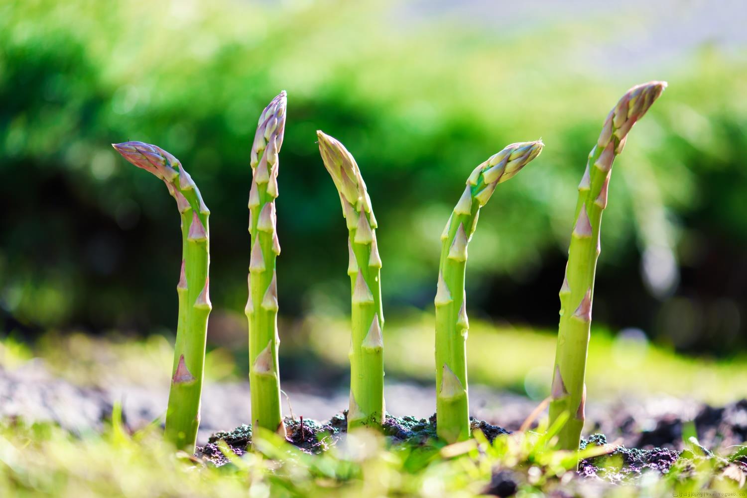 芦笋种植时间和方法