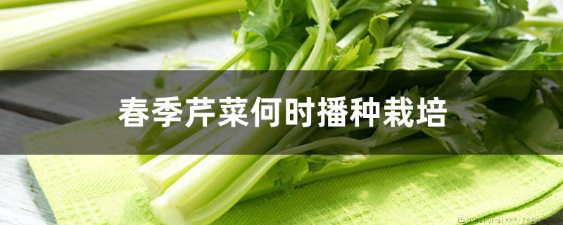 春季芹菜何时播种栽培