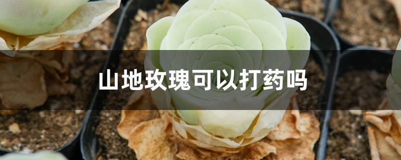 山地玫瑰可以打药吗