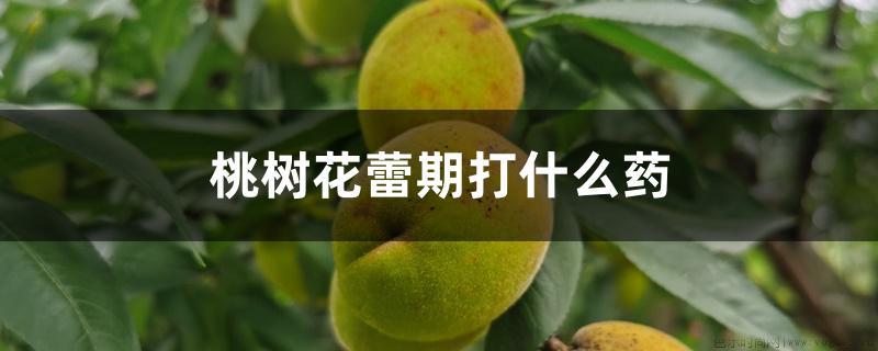 桃树花蕾期打什么药