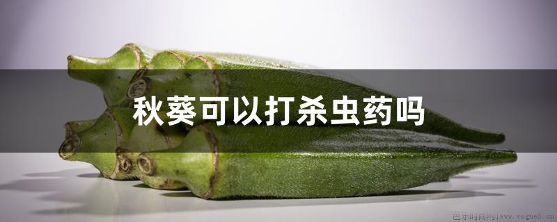 秋葵可以打杀虫药吗