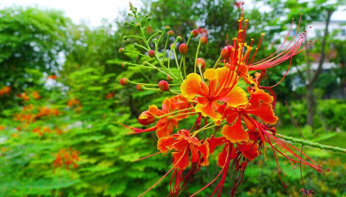 无忧花是什么花