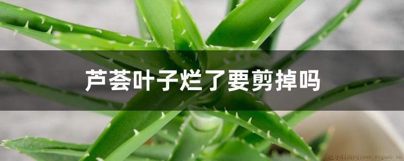 芦荟叶子烂了要剪掉吗