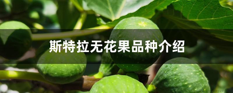 斯特拉无花果品种介绍