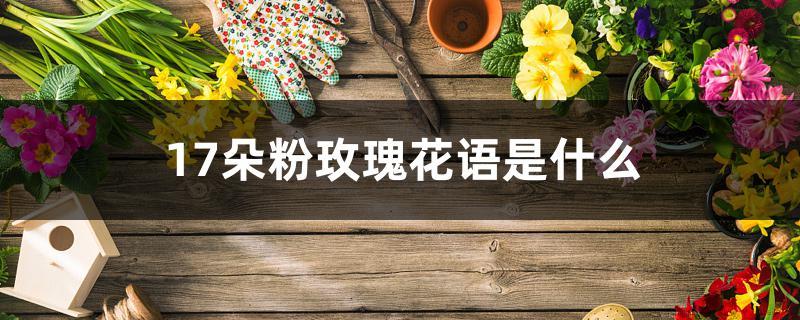 17朵粉玫瑰花语是什么