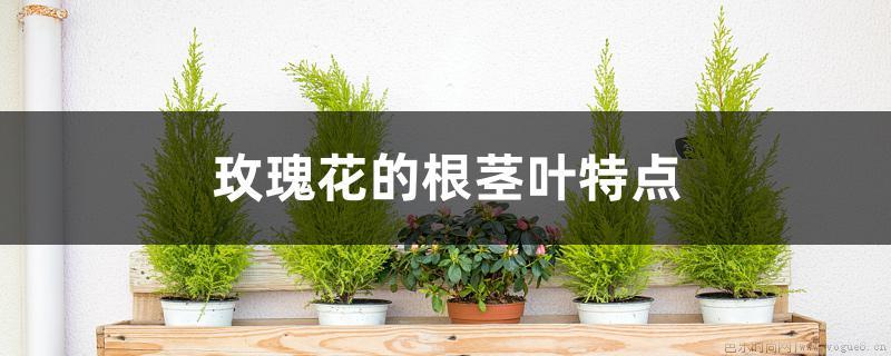 玫瑰花的根茎叶特点