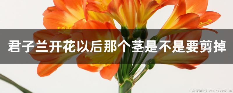 君子兰开花以后那个茎是不是要剪掉