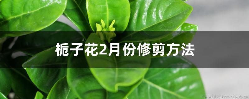 栀子花2月份修剪方法