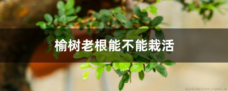 榆树老根能不能栽活