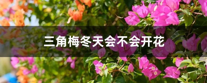 三角梅冬天会不会开花