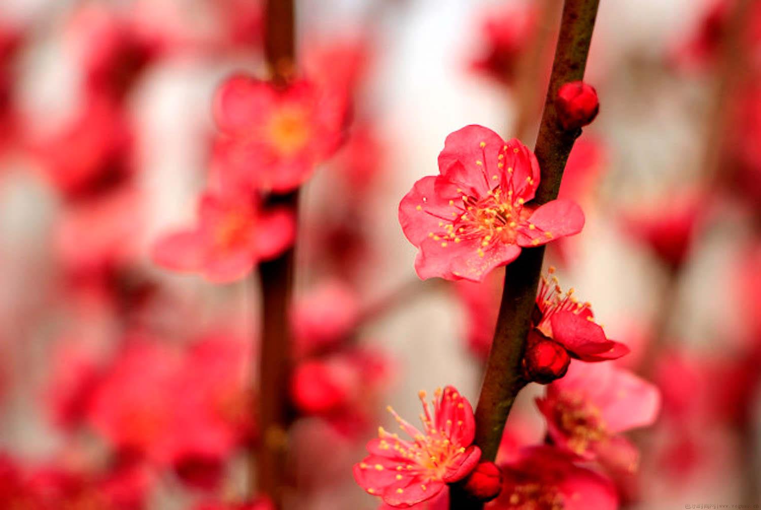 梅花盆景怎么养