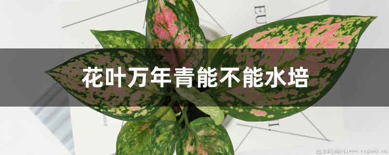 花叶万年青能不能水培