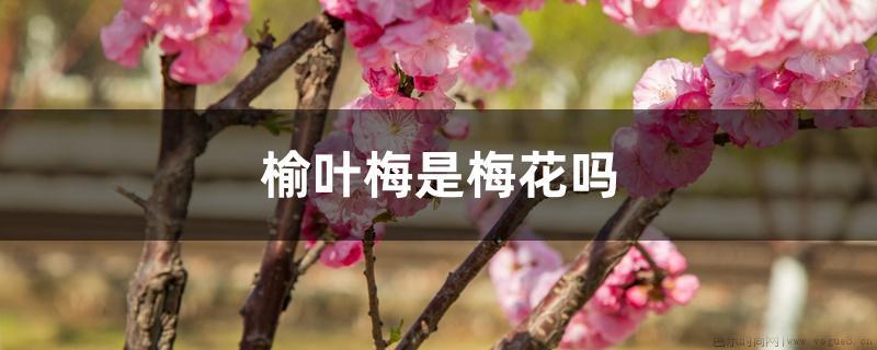 榆叶梅是梅花吗