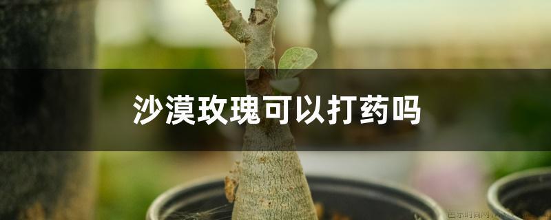 沙漠玫瑰可以打药吗