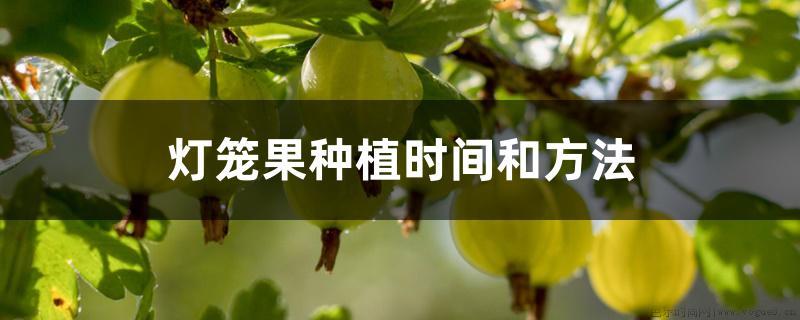 灯笼果种植时间和方法