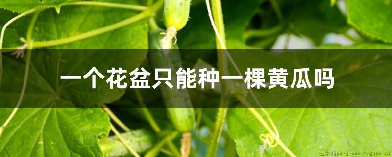 一个花盆只能种一棵黄瓜吗