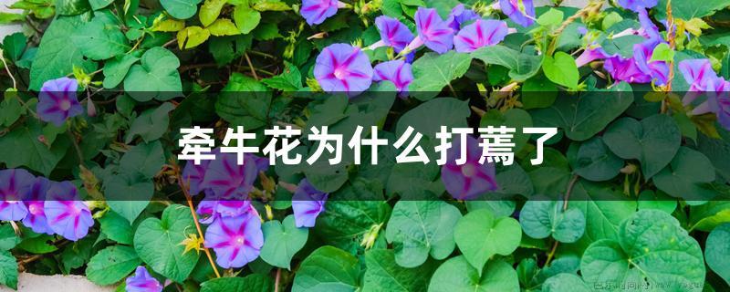 牵牛花为什么打蔫了