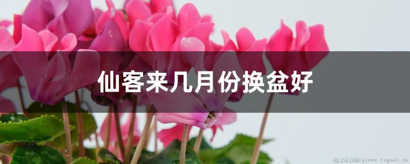 仙客来几月份换盆好