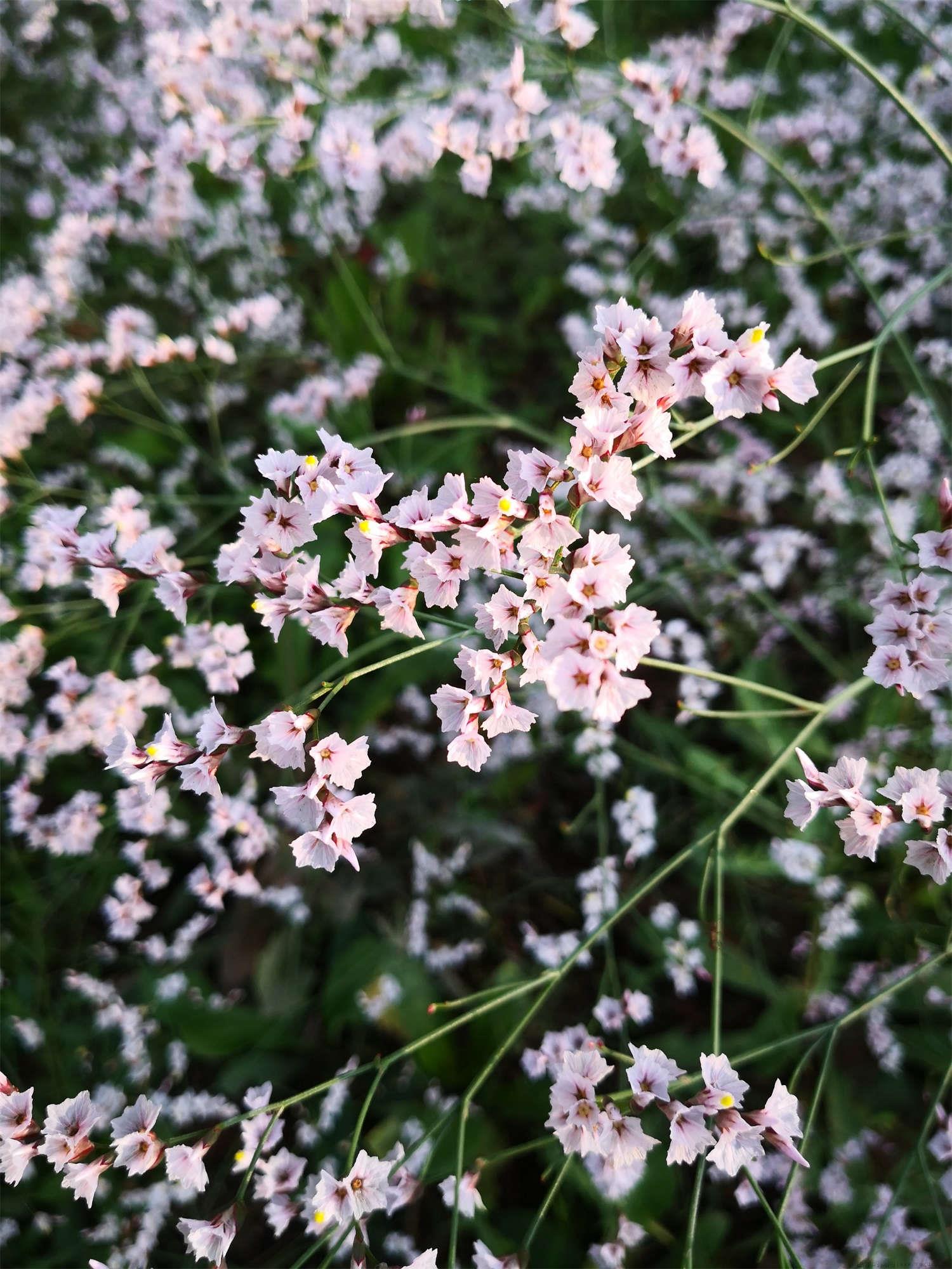 干枝梅放水里能开花吗