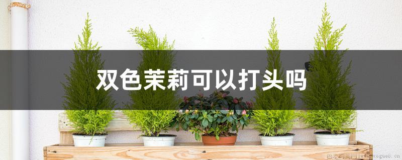 双色茉莉可以打头吗