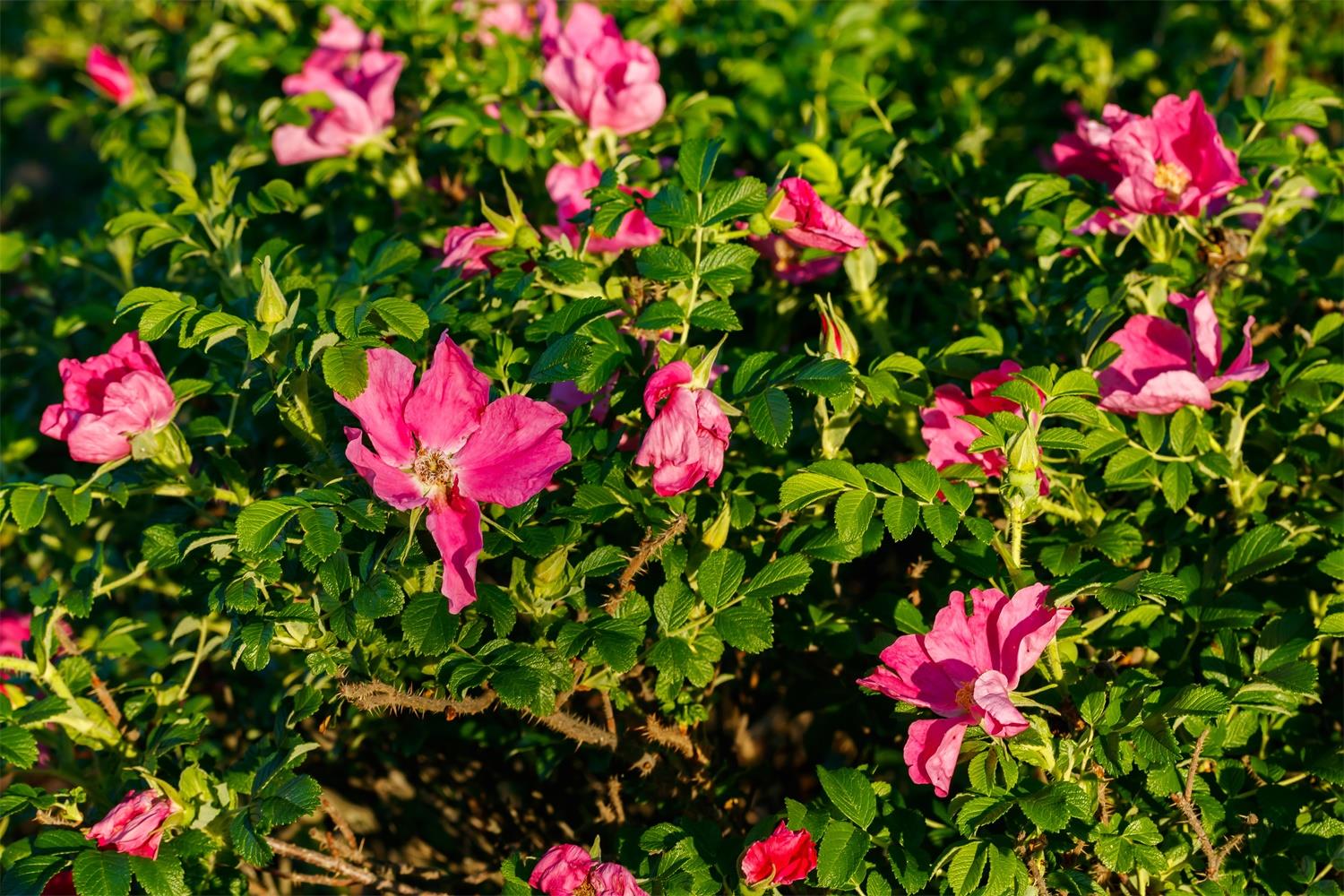 5朵红玫瑰的花语