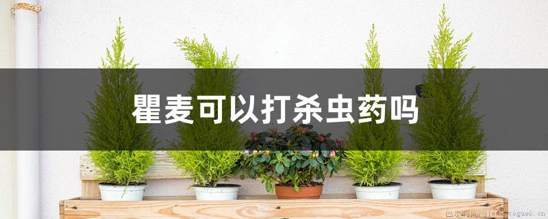 瞿麦可以打杀虫药吗