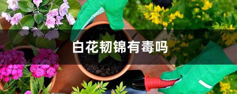 白花韧锦有毒吗