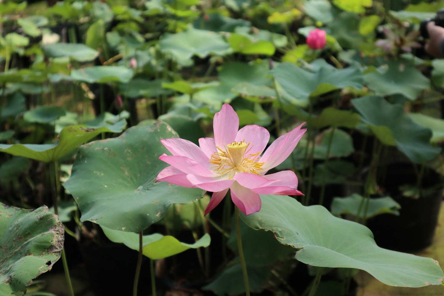 怎样让菜莲开花，什么时候开花