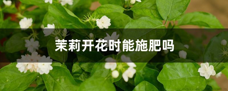 茉莉开花时能施肥吗