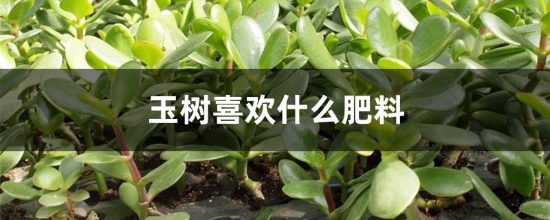 玉树喜欢什么肥料