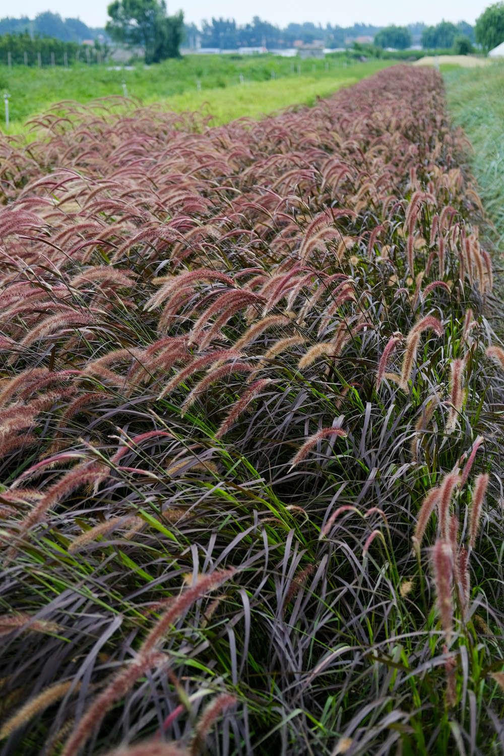 狼尾草的种植方法