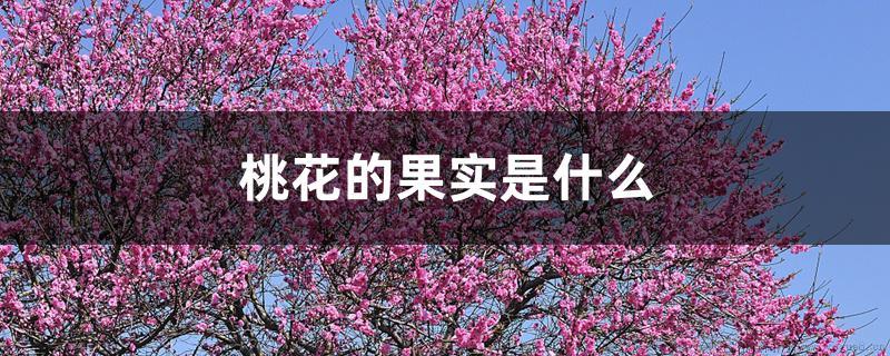 桃花的果实是什么