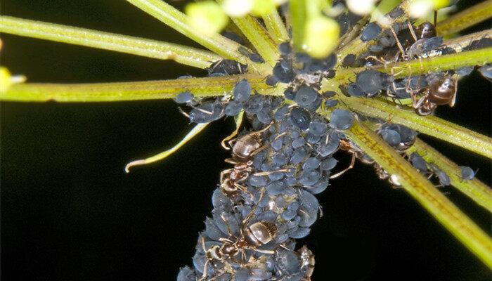 蜜虫子怎么能快速消除