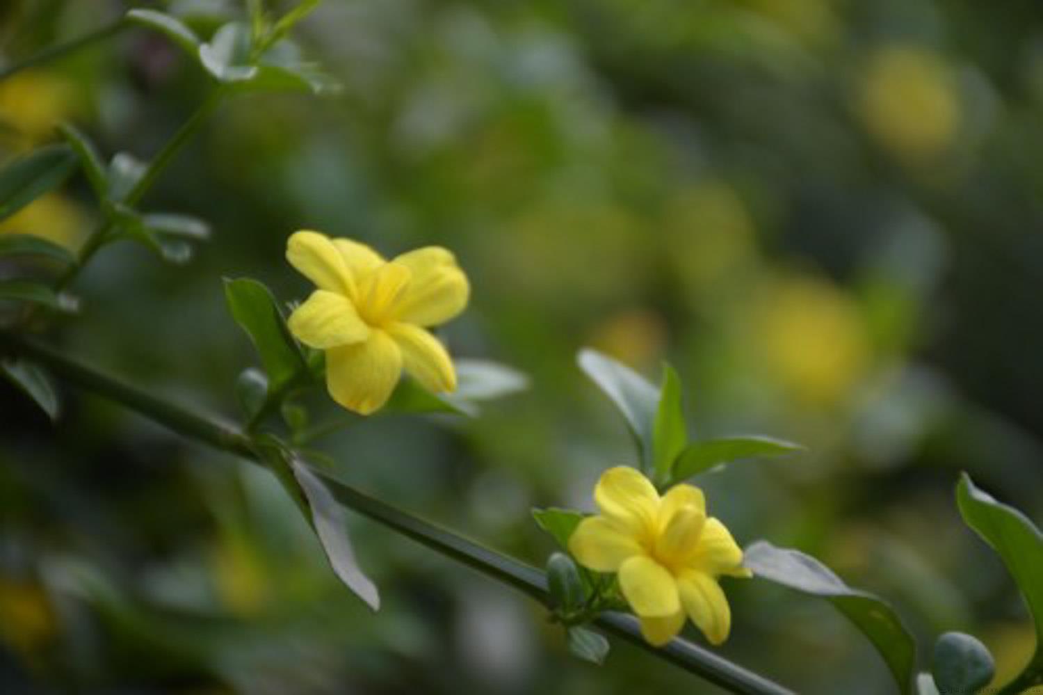 迎春花怕冻吗，如何顺利越冬