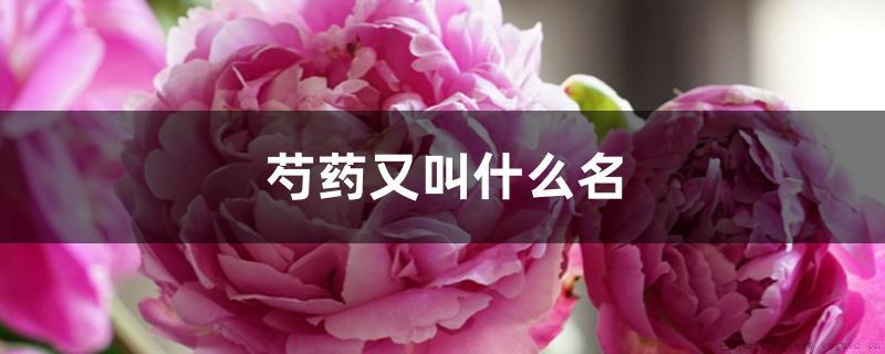 芍药又叫什么名