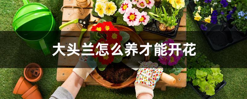 大头兰怎么养才能开花