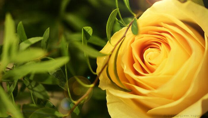 黄玫瑰的寓意