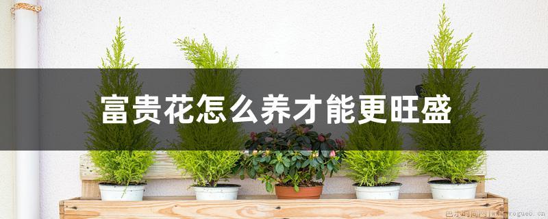 富贵花怎么养才能更旺盛