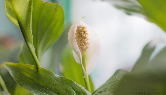 室内植物有哪些好养