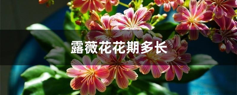 露薇花花期多长