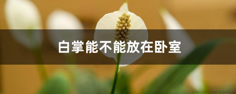 白掌能不能放在卧室