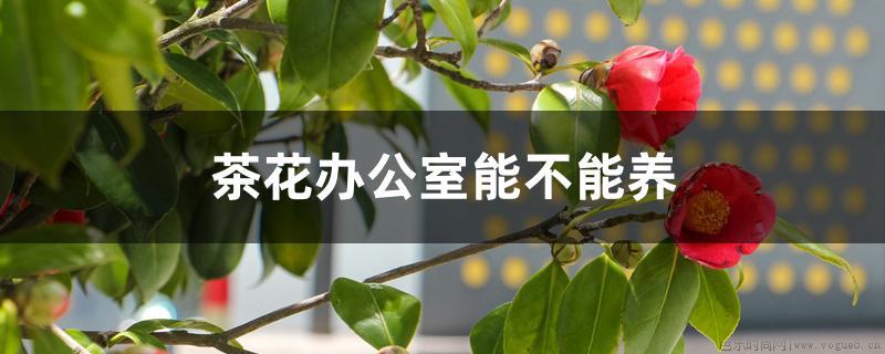 茶花办公室能不能养