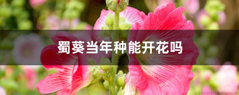 种蜀葵当年能开花吗