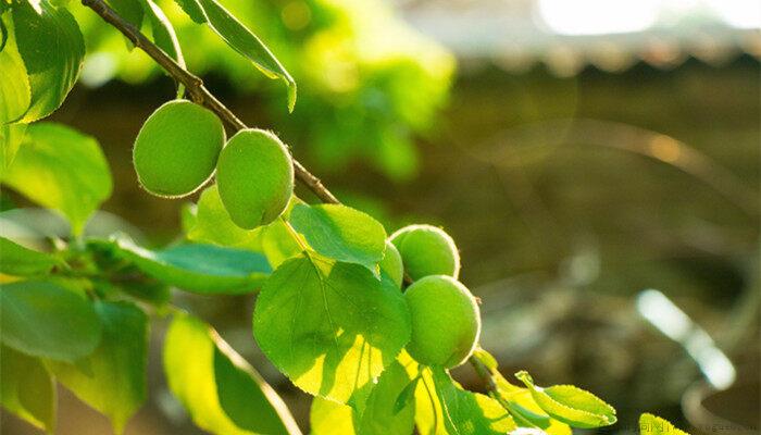 杏树种植技术与管理