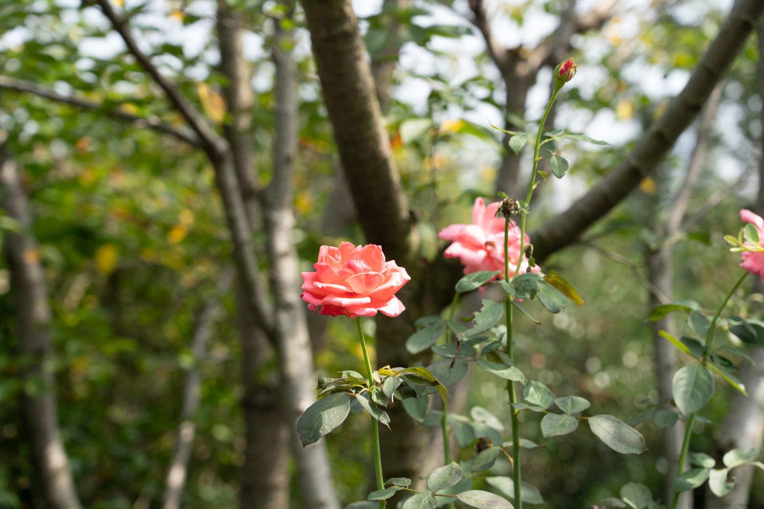 月季花生病了用什么药治疗，如何预防病害