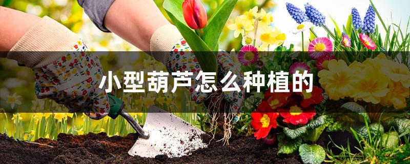 小型葫芦怎么种植的