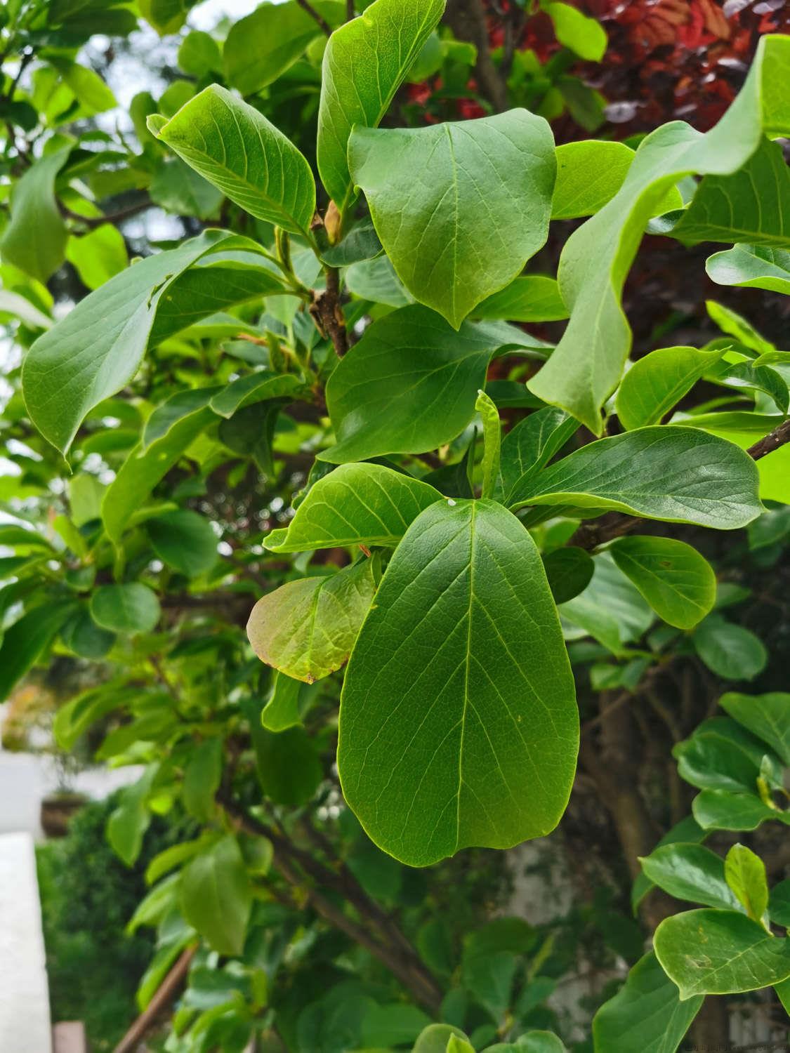 怎么区分双子叶和单子叶植物