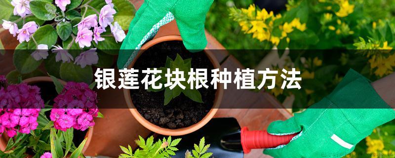 银莲花块根种植方法